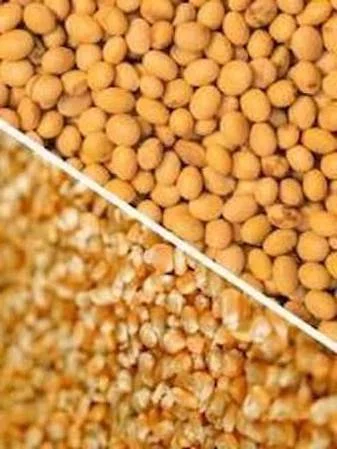 Половинки сої- фото № 1