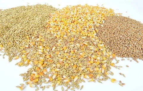 Зерновідходи зернові, олійні, бобові куплю- фото № 1