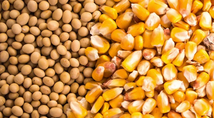 Продам кукурудзу 100т, сою 100т, Кіровоградська обл- фото № 1