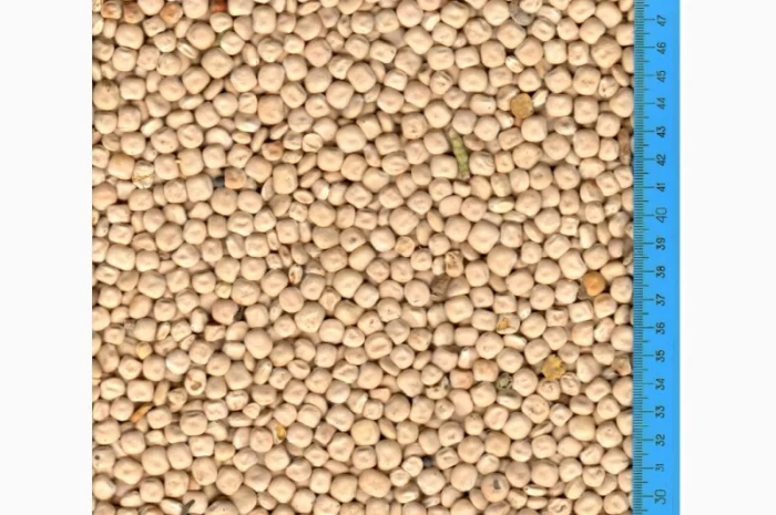 Люпин, Вика, Боби, Пелюшка, Льон- фото № 1