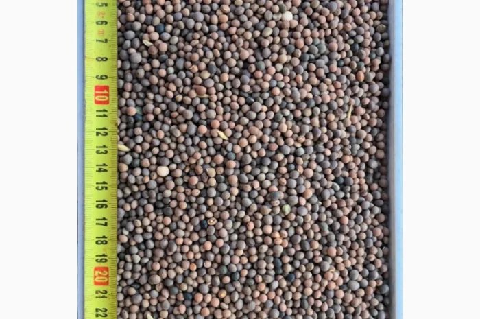 Люпин- фото № 2