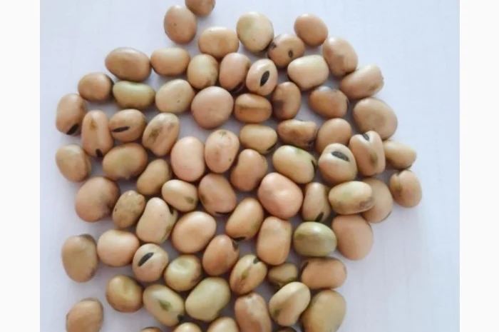 Люпин, Вика, Боби, Пелюшка, Льон- фото № 2