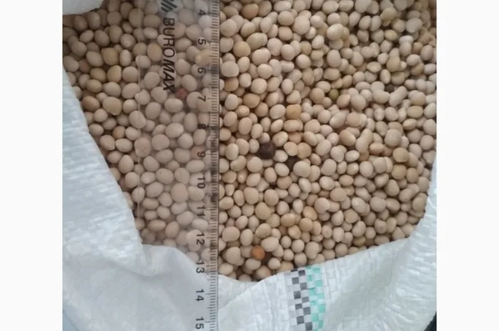 Купуємо люпин, вику, просо, розторопшу- фото № 1