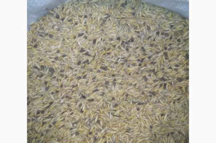 Вико-вівсяна суміш, вико-овес, мішанка- фото № 1