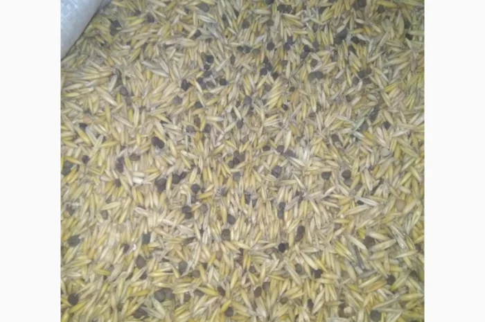 Вико-вівсяна суміш, вико-овес, мішанка- фото № 2