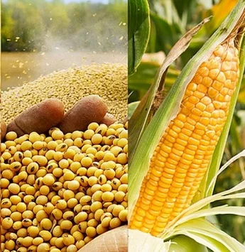 Купую сою, кукурудзу- фото № 1