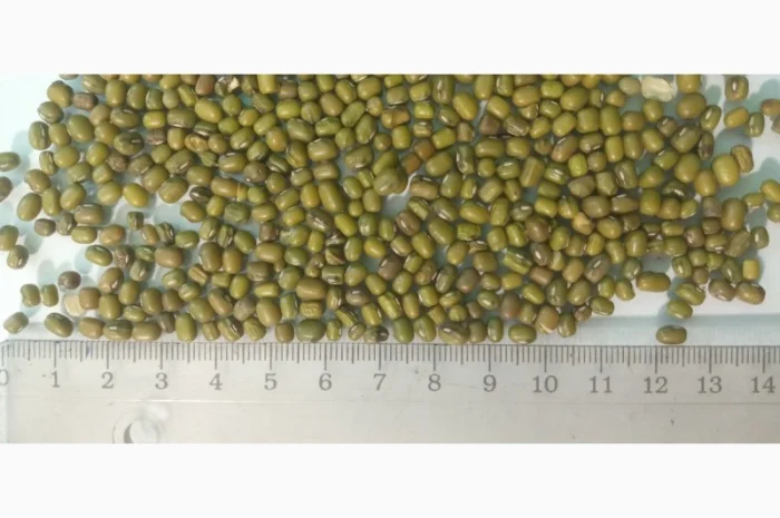 Насіння машу органічного від виробника- фото № 2