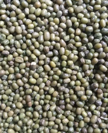 Насіння машу органічного від виробника- фото № 3