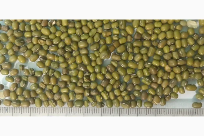 Насіння машу органічного від виробника- фото № 4