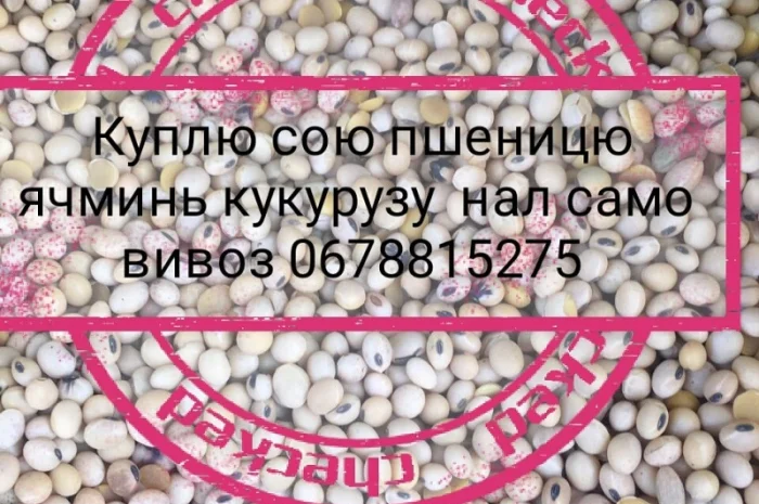 Куплю рипак соняшник ячминь кукурудза- фото № 1