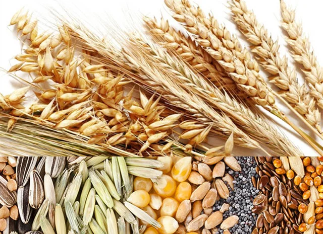 Куплю:горох, сою та інші види зерен, а також бобові- фото № 1