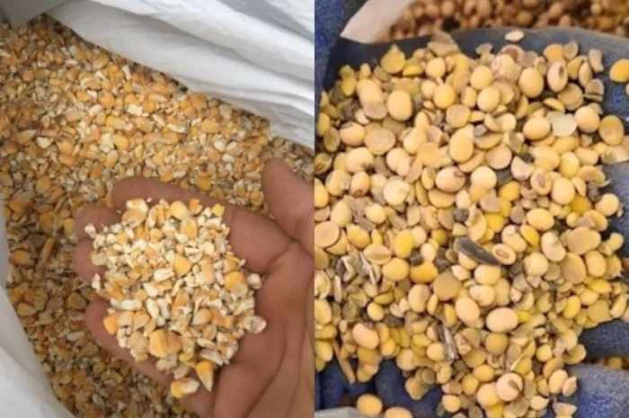 Закуповуємо половинки сої, биту кукурудзу по Україні- фото № 1