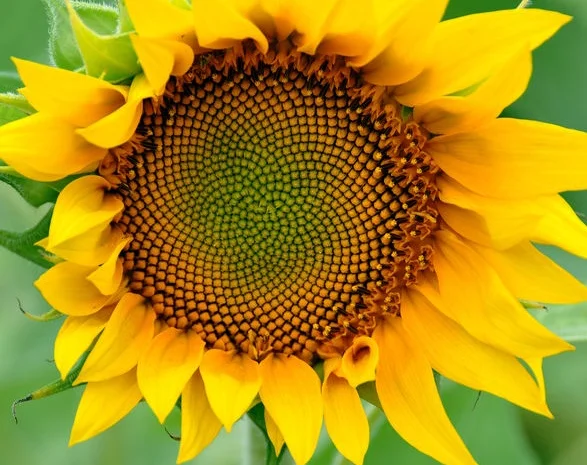 Гибрид подсолнечника Командор на продажу- фото № 1