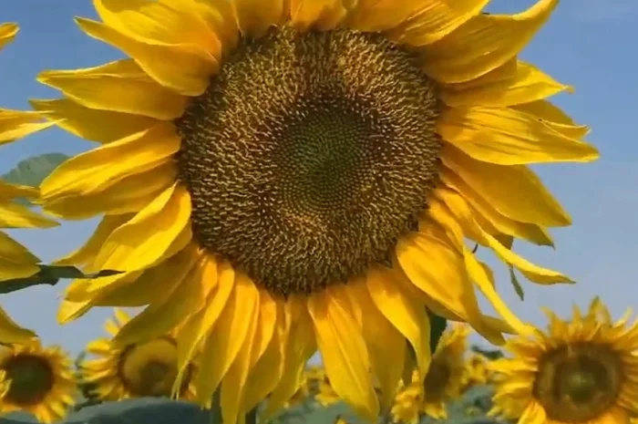 Соняшник Альдазор – высокоурожайный гибрид- фото № 2