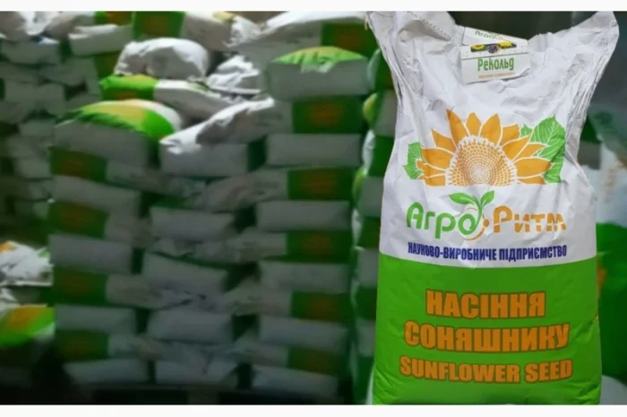 Продажа качественного семени подсолнечника Рекольд- фото № 4