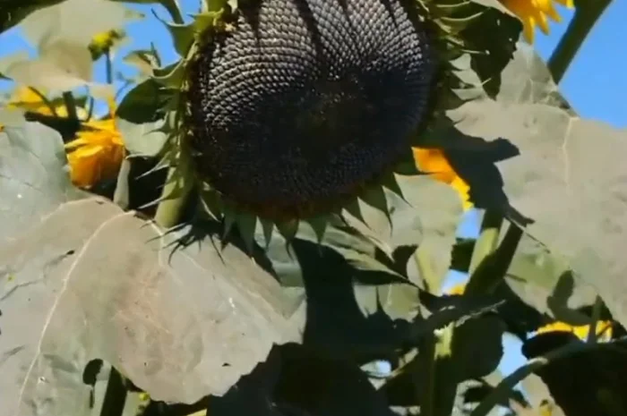 Продажа качественного семени подсолнечника Рекольд- фото № 2