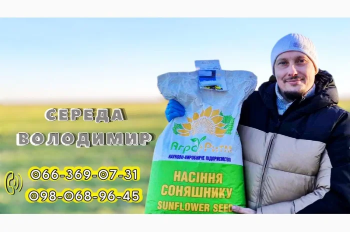 Продажа качественного семени подсолнечника Рекольд- фото № 5