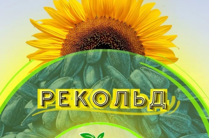 Продажа качественного семени подсолнечника Рекольд- фото № 1