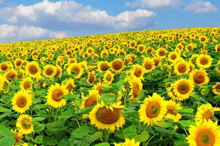 Соняшник АР Імпульс – гібрид з високою врожайністю- фото № 1