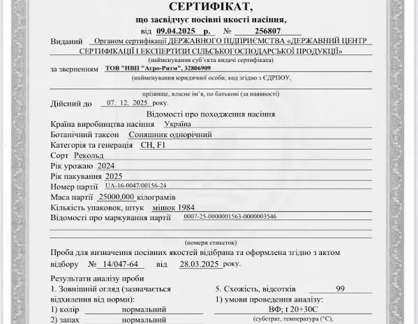 Соняшник Рекольд- фото № 5