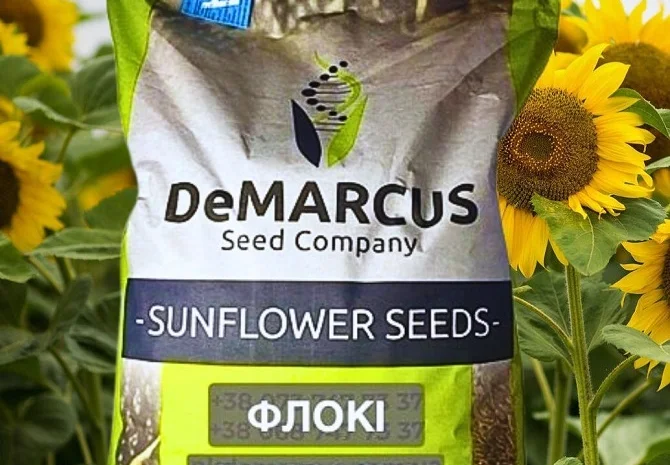 Соняшник Флокі – высокоурожайный сорт- фото № 1