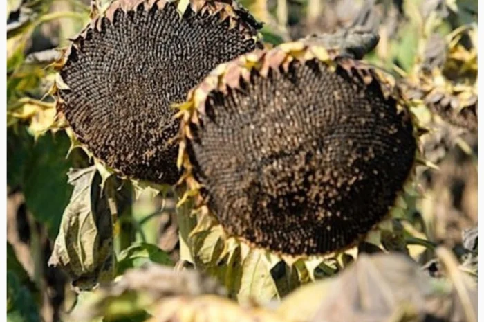 Соняшник Флокі – высокоурожайный сорт- фото № 3