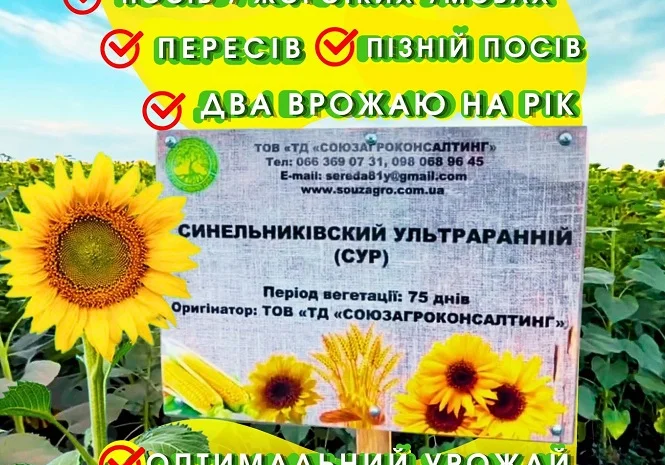 Сортовой соняшник Синельниківський УльтраРанній (СУР) на продаж- фото № 1