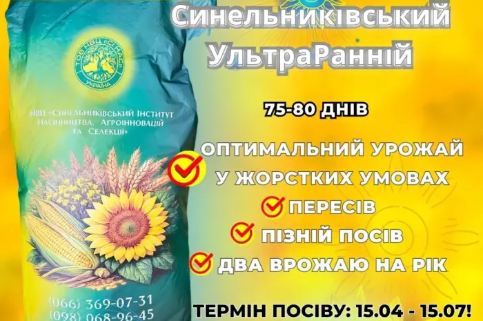 Сортовий соняшник Синельниківський УльтраРанній (СУР)- фото № 1