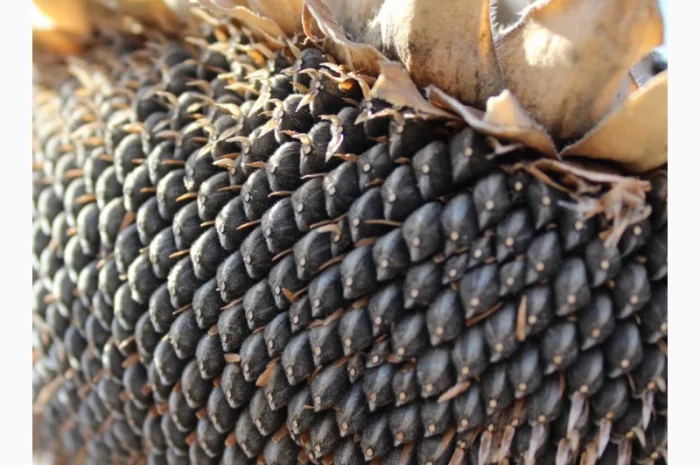 Сорт подсолнечника Володимир - ранний и высокоурожайный- фото № 1