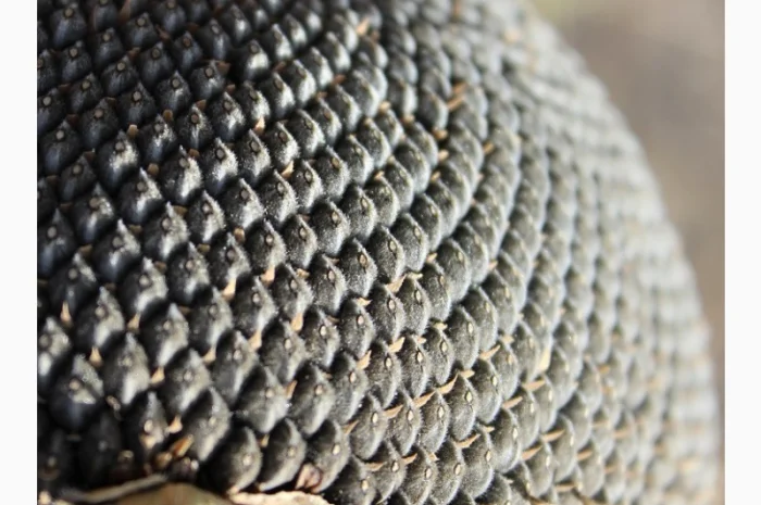 Посівмат соняшника Володимир, 90-95 днів, протруєний, Екстра, класичний сорт- фото № 1