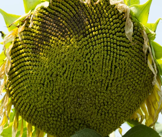 Семена соняшника Гранд Адмірал (гранстар 50 г) у продажу- фото № 1