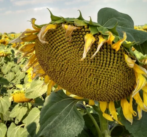 Насіння соняшника Альдазор під Гранстар- фото № 1