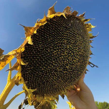 Насіння соняшника Лайм A-G - ранньостиглий гібрид- фото № 1