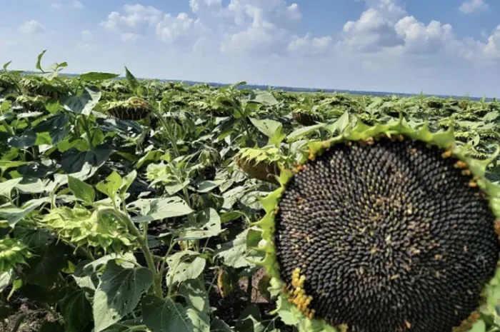 Насіння соняшника Бомонд під Гранстар- фото № 1