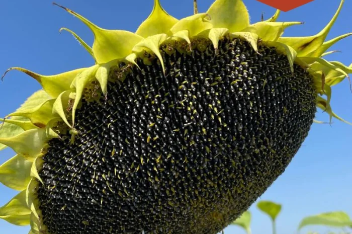 Насіння соняшника Альмера в продаже- фото № 1