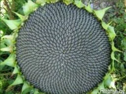 Компанія виробник гуртом продає пелети з лушпиня соняшника від 23 т, Харківська обл.- фото № 1