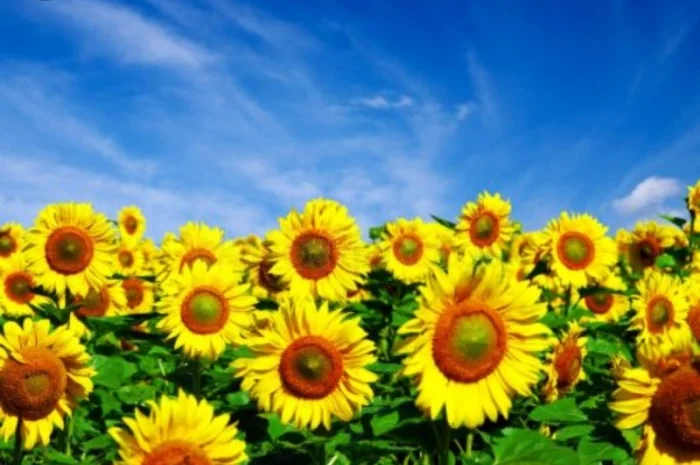 Куплю подсолнечник 46/3/8, 48/2/7- фото № 1