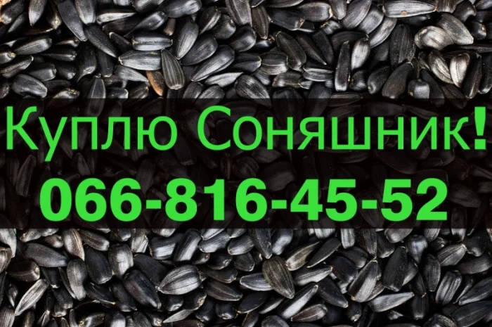 Купую соняшник від виробника- фото № 1