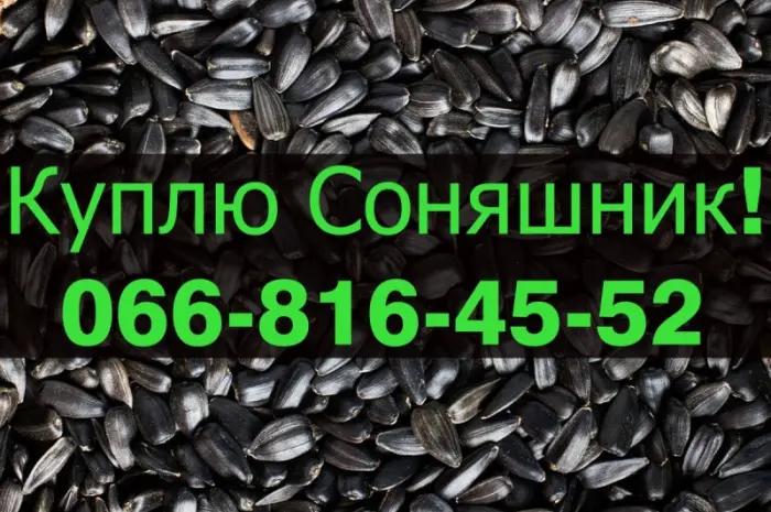 Купую соняшник від виробника- фото № 1