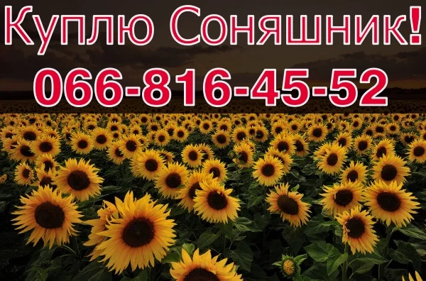Постійно купуємо соняшник! 2023- фото № 1