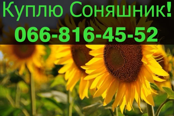 Купівля соняшника у великих обсягах!- фото № 1