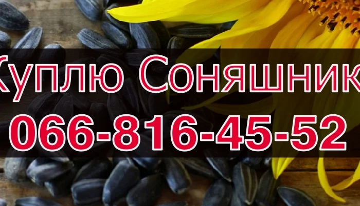 Купуємо соняшник! Високі ціни та швидкий розрахунок- фото № 1