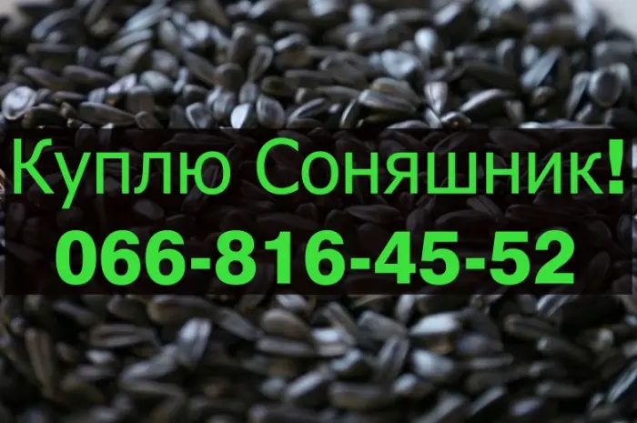 Закуповуємо соняшник на постійній основі- фото № 1