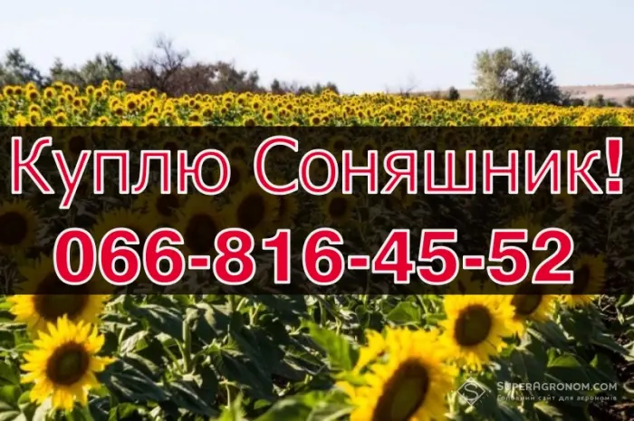 Купуємо соняшник на вигідних умовах- фото № 1