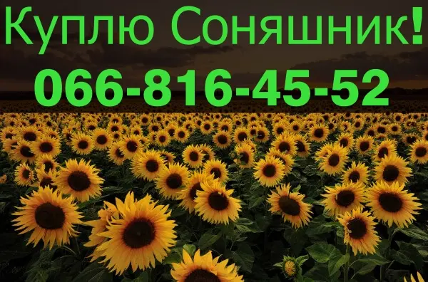 Закупівля соняшника за найвищими цінами- фото № 1