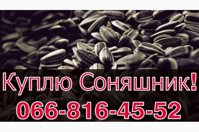Закупівля соняшнику у необмежених обсягах! Щодня- фото № 1