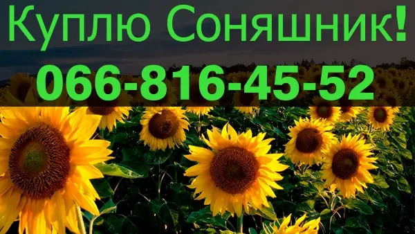 Закупівля соняшнику з оплатою на вагах- фото № 1