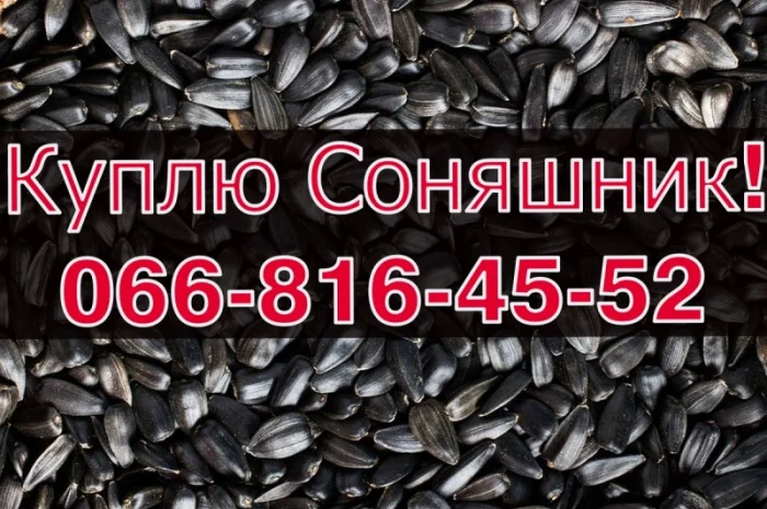 Купим подсолнечник оптом без выходных в Полтаве- фото № 1
