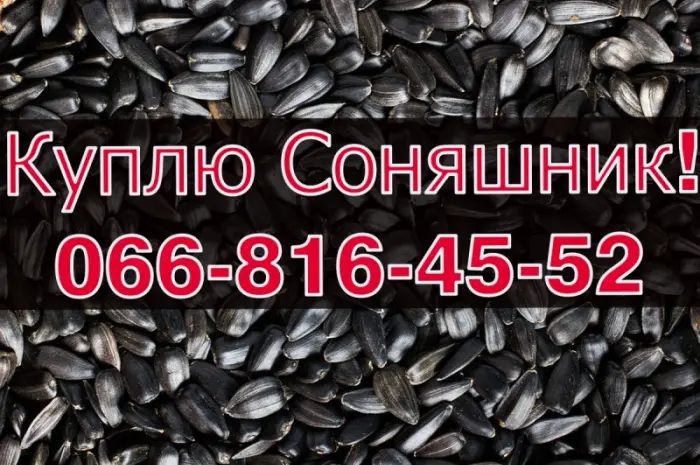 Купуємо соняшник оптом без вихідних у Полтаві- фото № 1