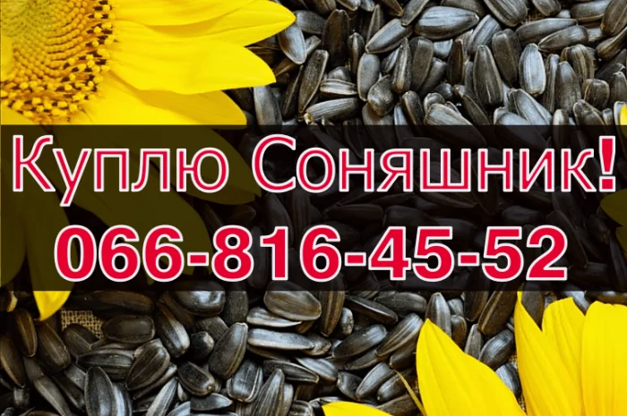 Куплю соняшник за високою ціною! Сушка та зберігання зернових- фото № 1